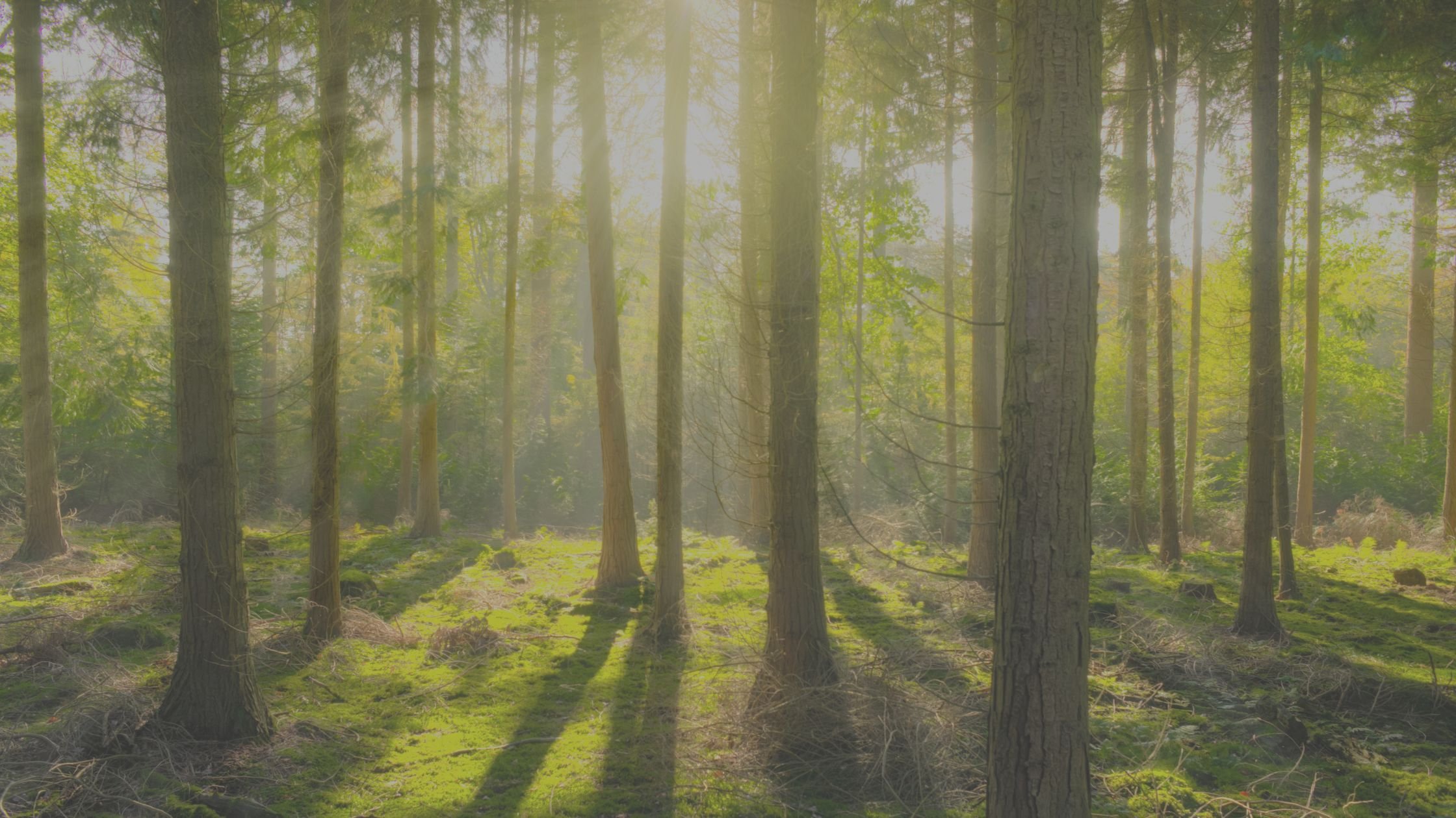 Print Releaf Tree Image